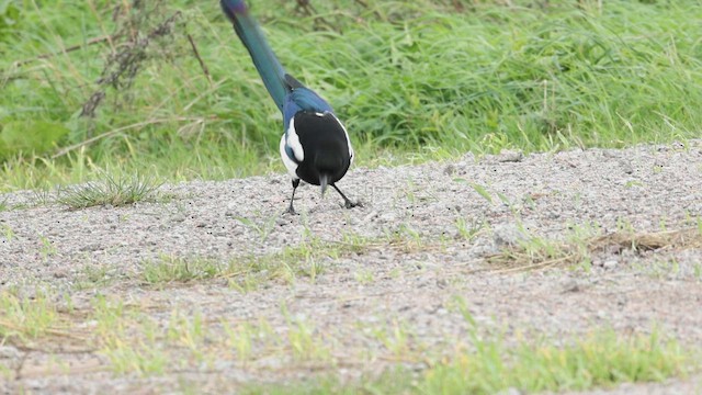 Eurasian Magpie - ML648812322