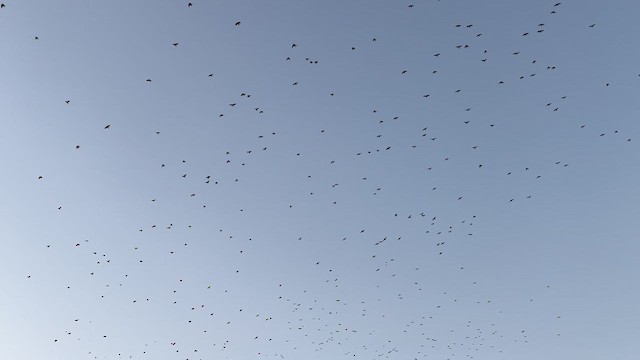 Animals - ML648812338