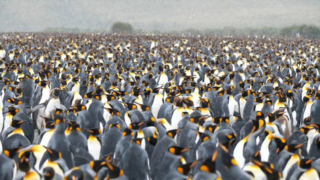 King Penguin - ML648812372