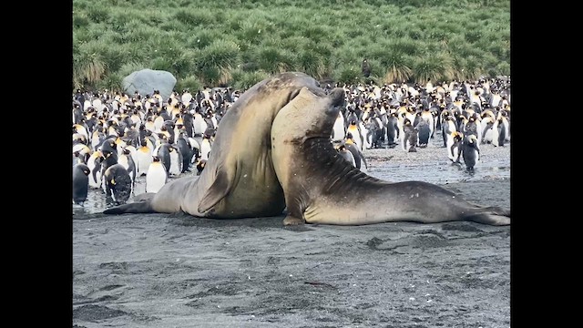 Southern Elephant Seal - ML648812388