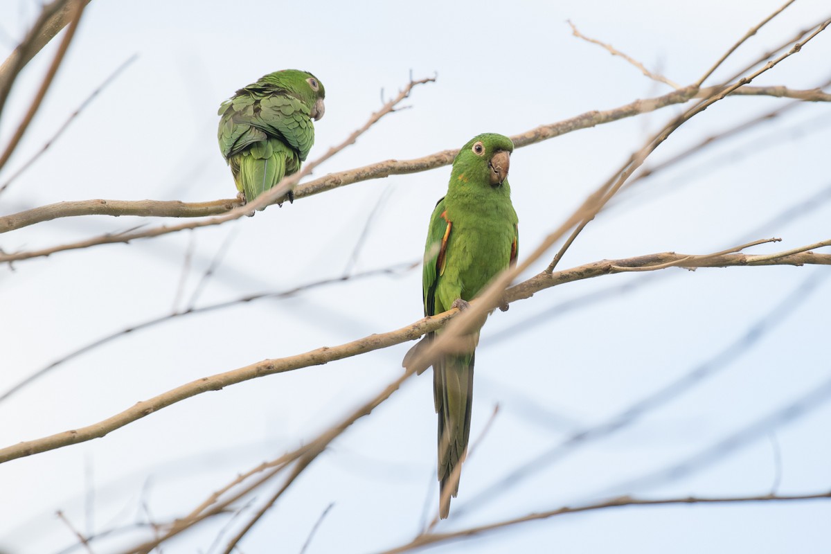 White-eyed Parakeet - Brad Dawson