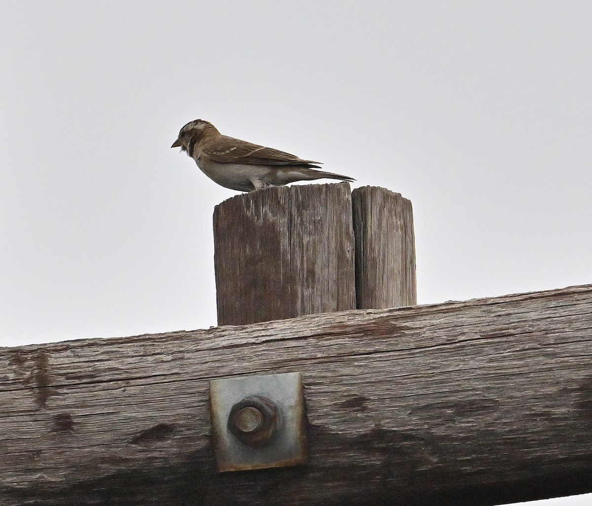 Moineau bridé - ML648813142