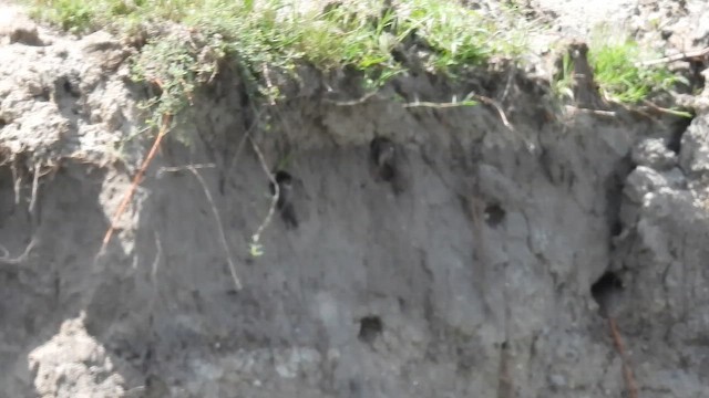 Береговушка - ML648813371