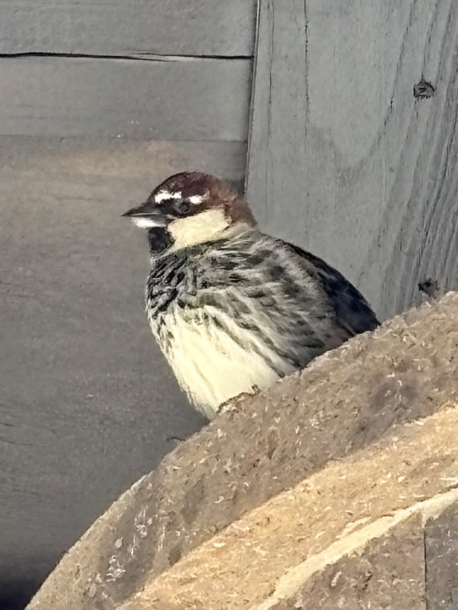 Spanish Sparrow - ML648813524