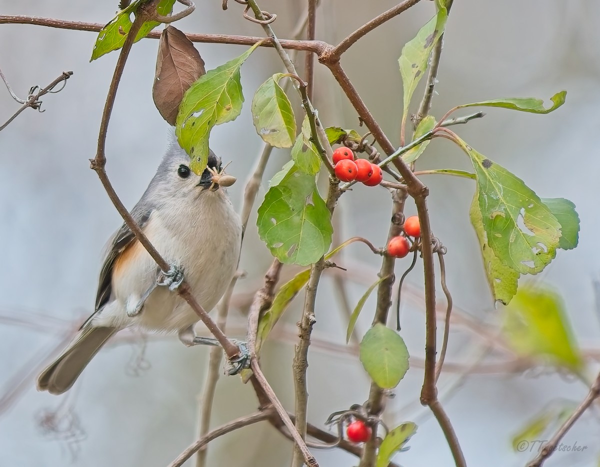 Синиця гострочуба - ML648813578