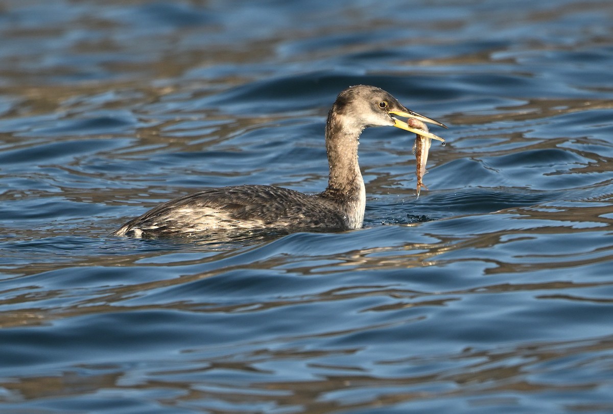 Somormujo Cuellirrojo - ML648813676