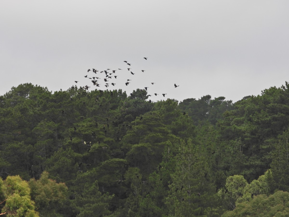 Какатоїс жовтохвостий - ML648813710