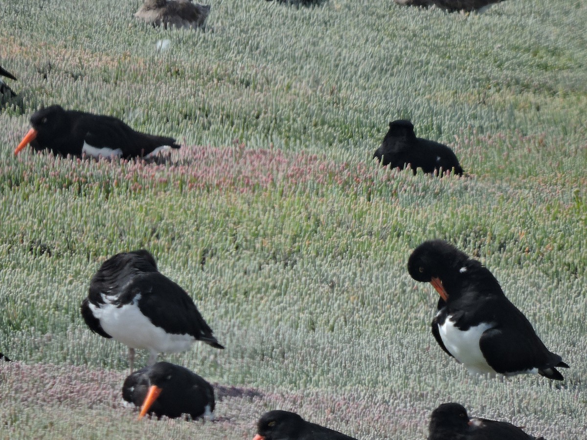 Кулик-сорока магеланський - ML648813712