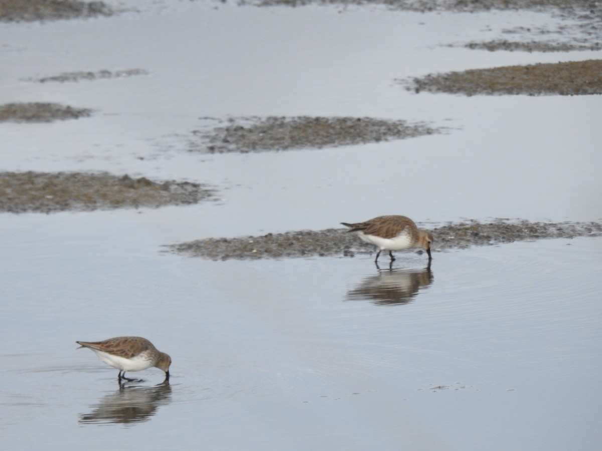 Побережник чорногрудий - ML648813756