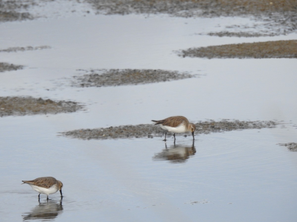 Побережник чорногрудий - ML648813757