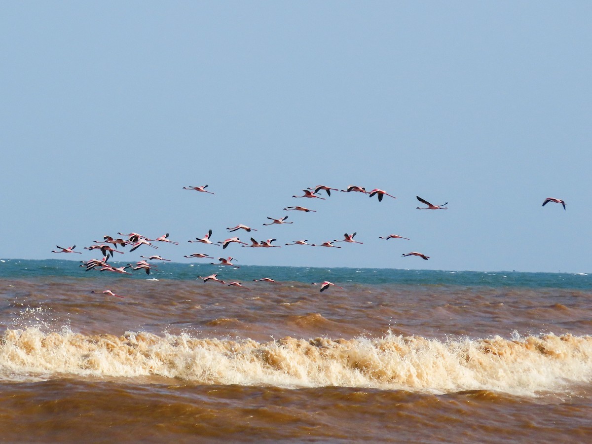 Фламінго малий - ML648813762