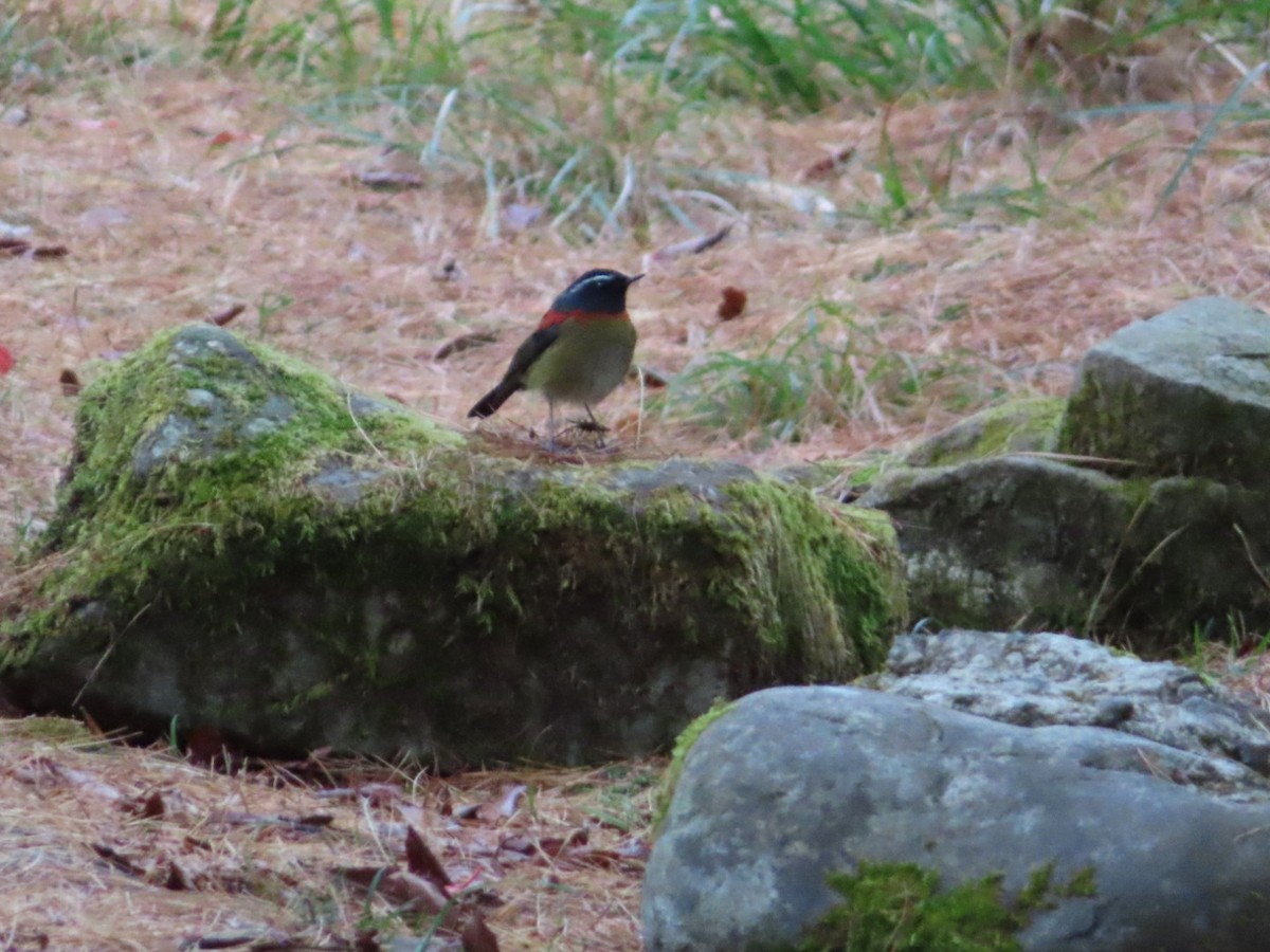 Синьохвіст тайванський - ML648813763