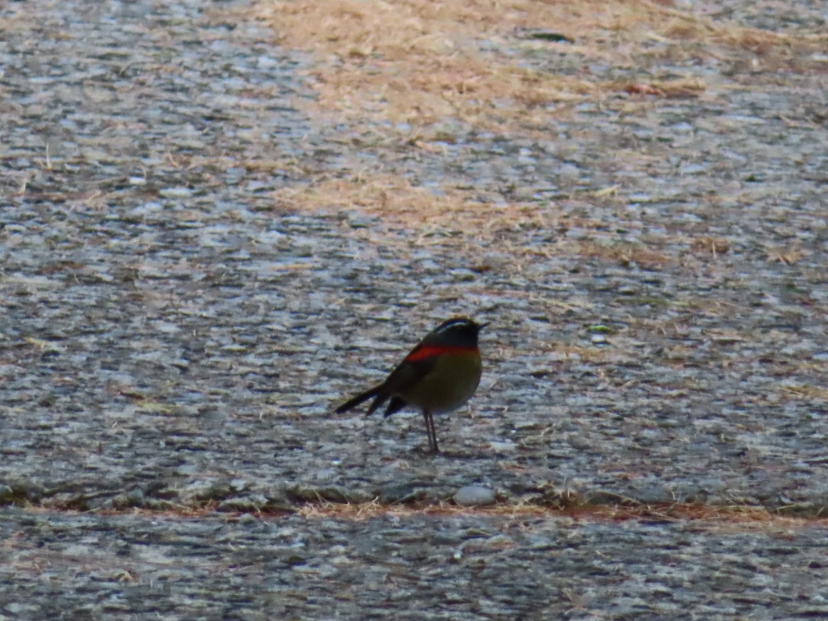 Синьохвіст тайванський - ML648813765