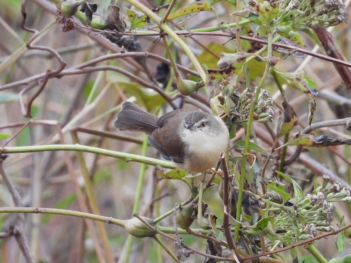 Принія sp. - ML648813766