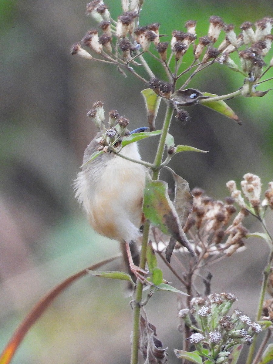 Принія sp. - ML648813767