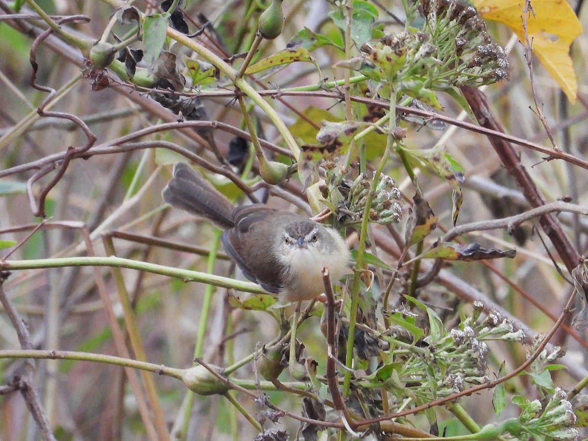 Принія sp. - ML648813768