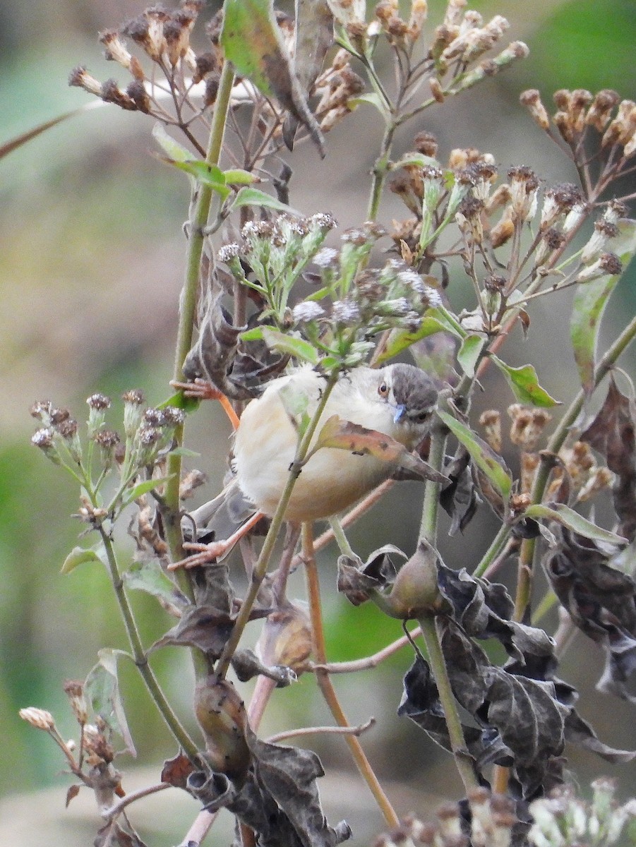 Принія sp. - ML648813769