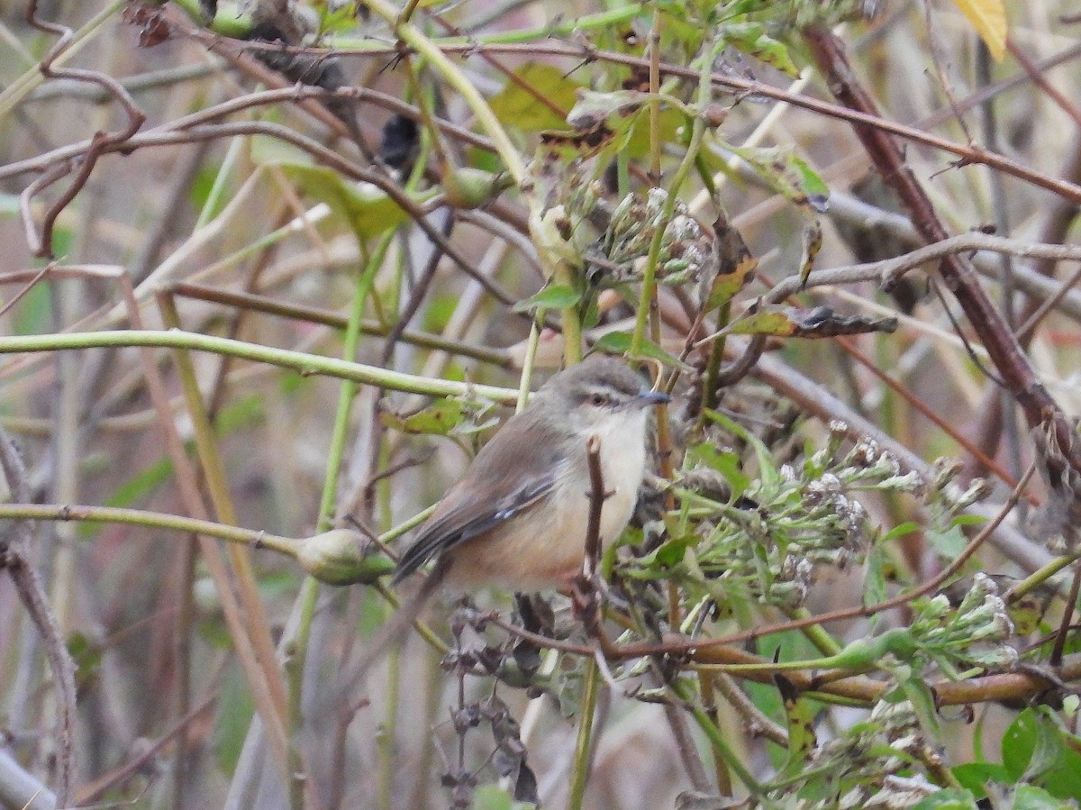 Принія sp. - ML648813770