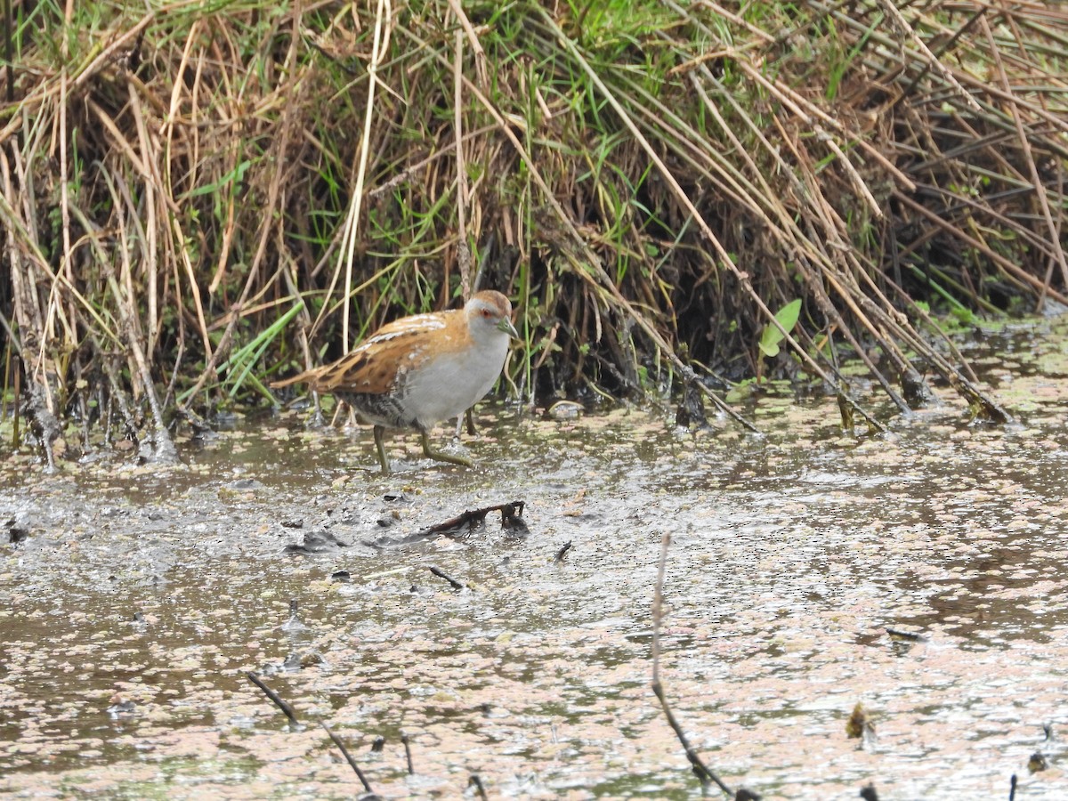Погонич-крихітка - ML648813771