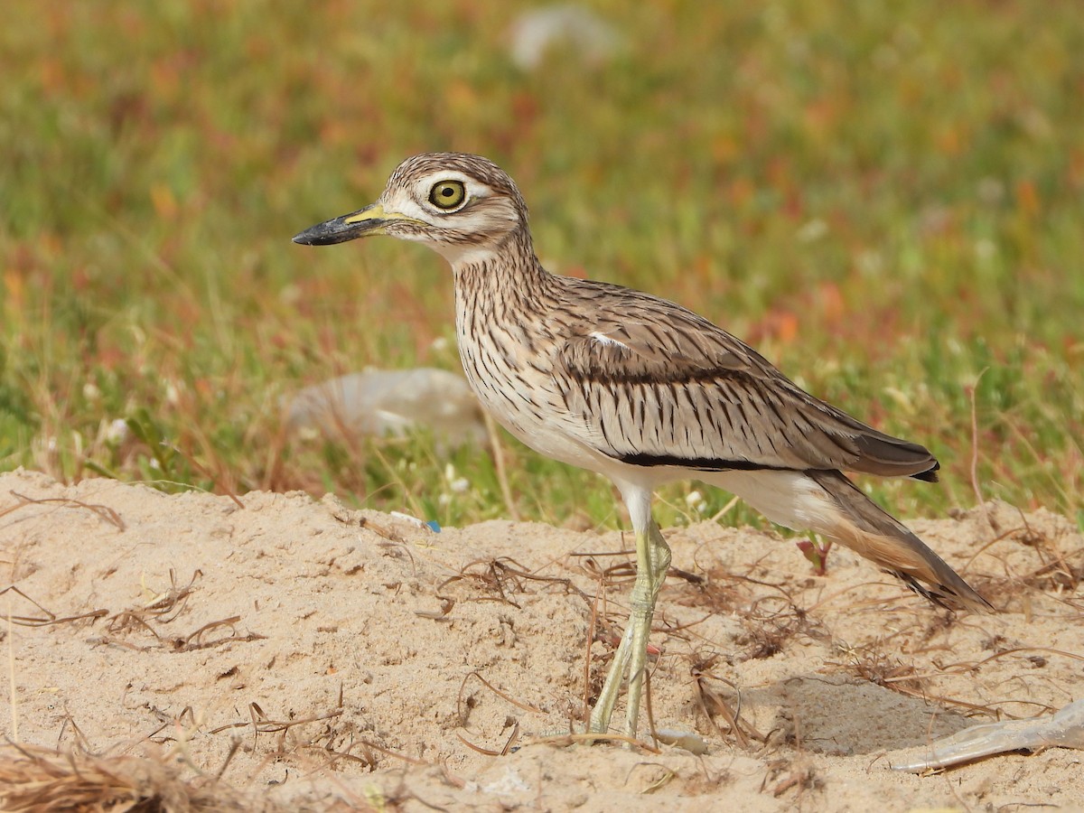 Лежень річковий - ML648813772