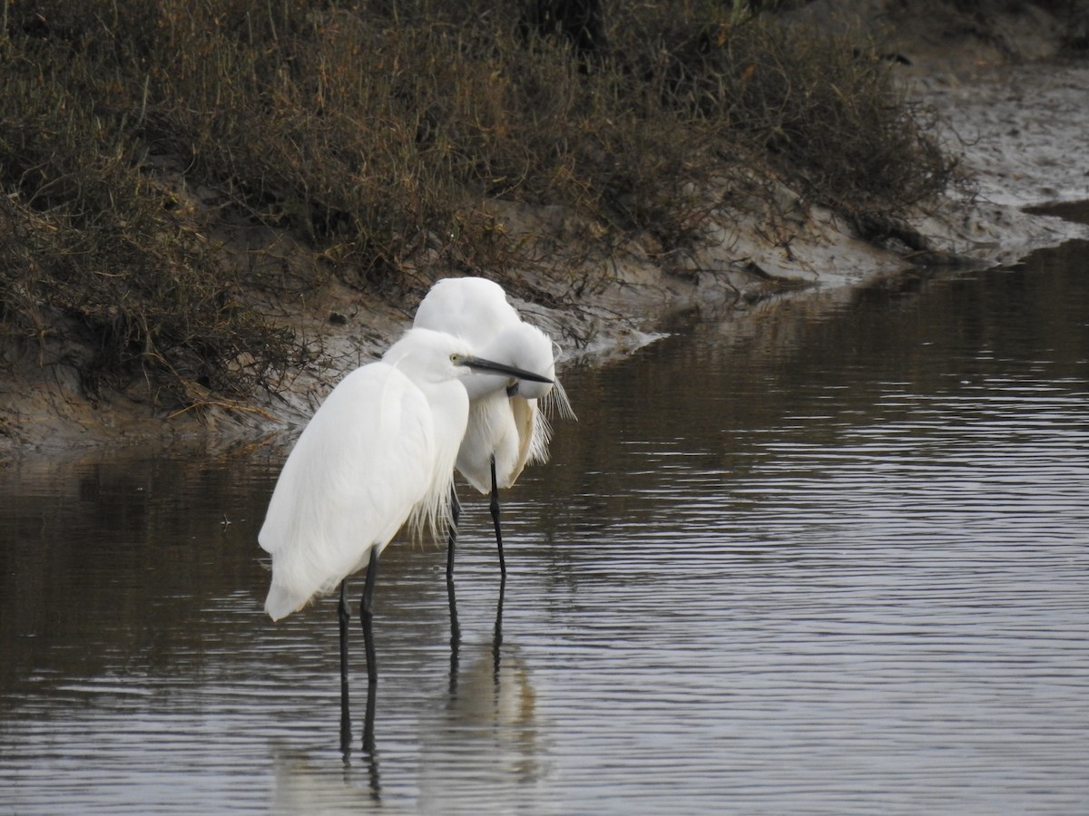 Чепура мала - ML648813790