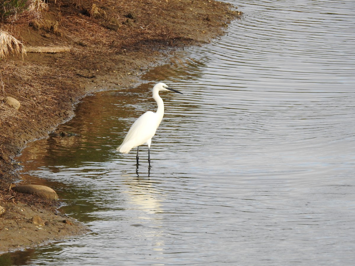 Чепура мала - ML648813791