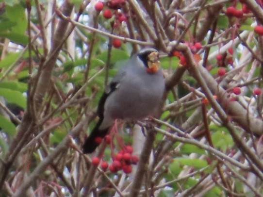 Снігур тайванський - ML648813792