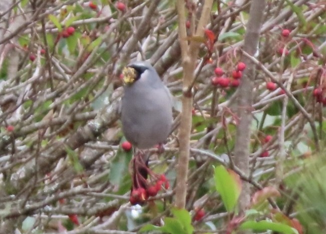 Снігур тайванський - ML648813793
