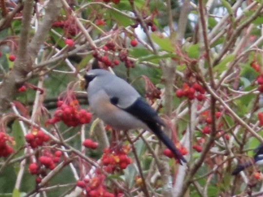 Снігур тайванський - ML648813794