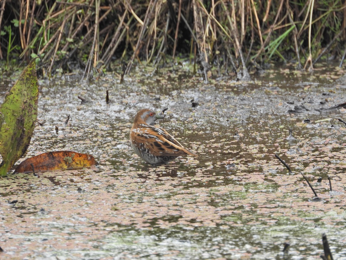 Погонич-крихітка - ML648813795