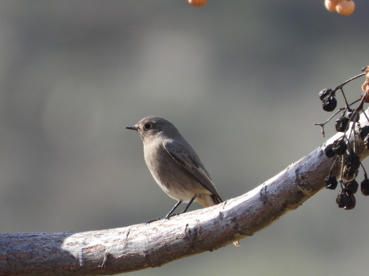 Горихвістка чорна - ML648813797