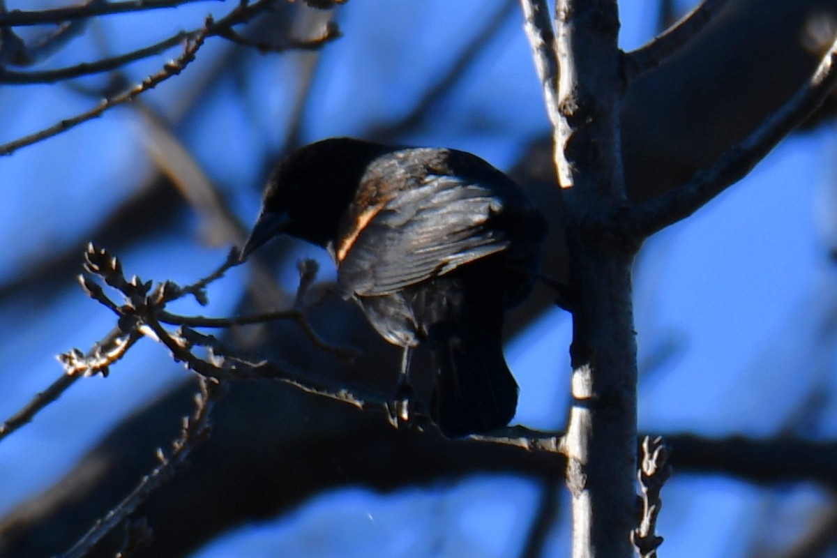 Еполетник червоноплечий - ML648813798