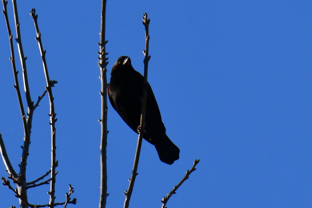 Еполетник червоноплечий - ML648813799