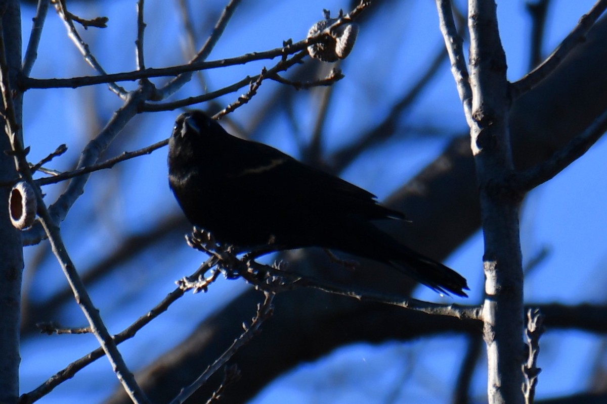 Еполетник червоноплечий - ML648813800