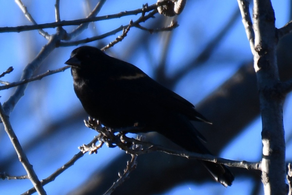 Еполетник червоноплечий - ML648813801