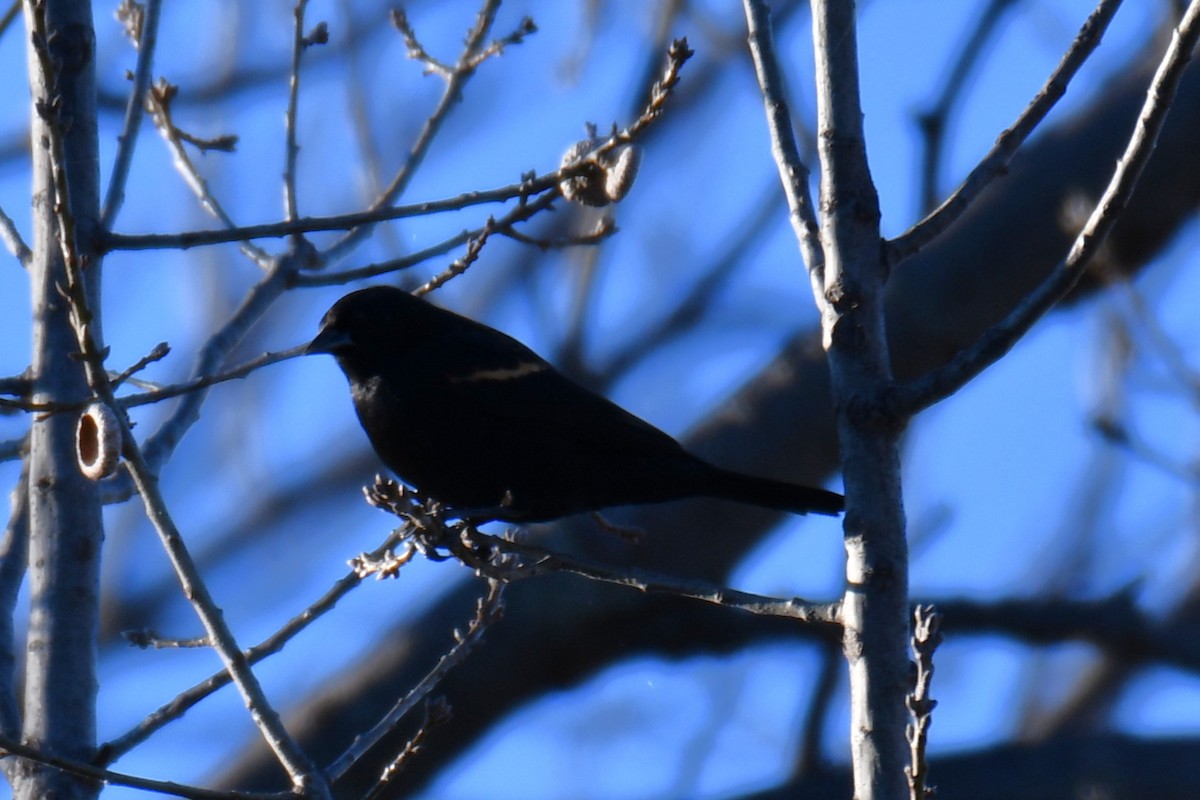 Еполетник червоноплечий - ML648813802