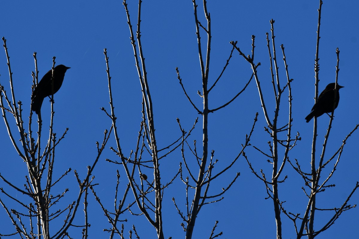 Еполетник червоноплечий - ML648813803