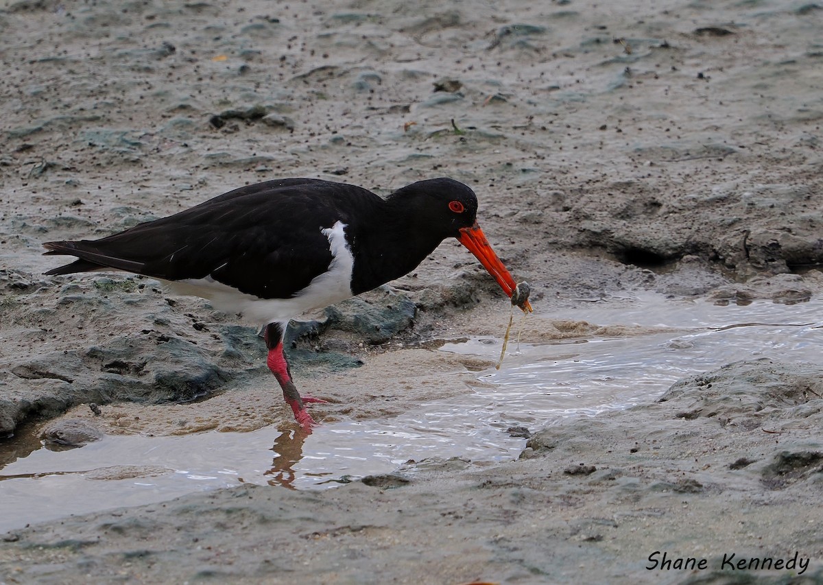 オーストラリアミヤコドリ - ML648814030