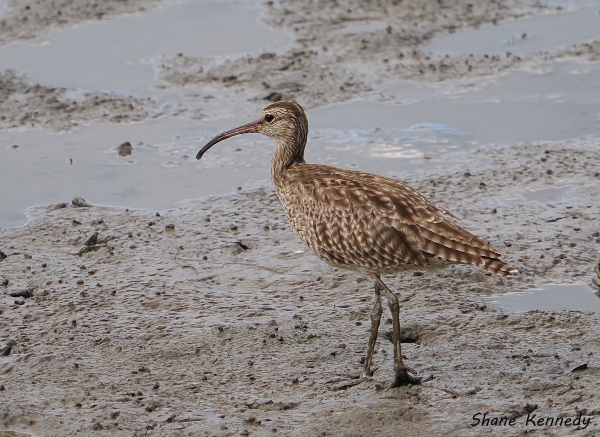 チュウシャクシギ（variegatus/rogachevae） - ML648814038