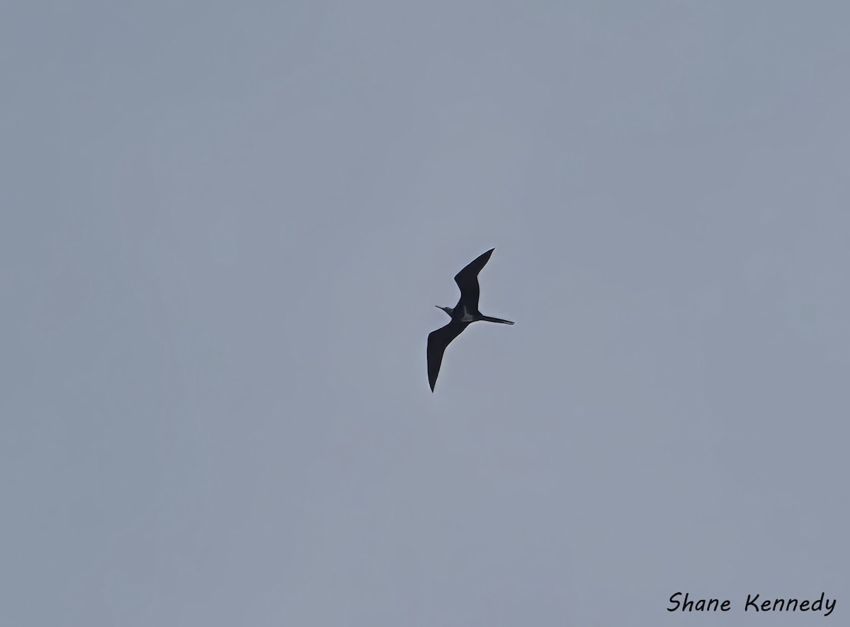 コグンカンドリ - ML648814053