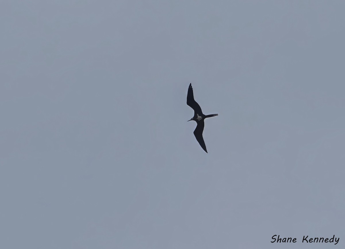 コグンカンドリ - ML648814054