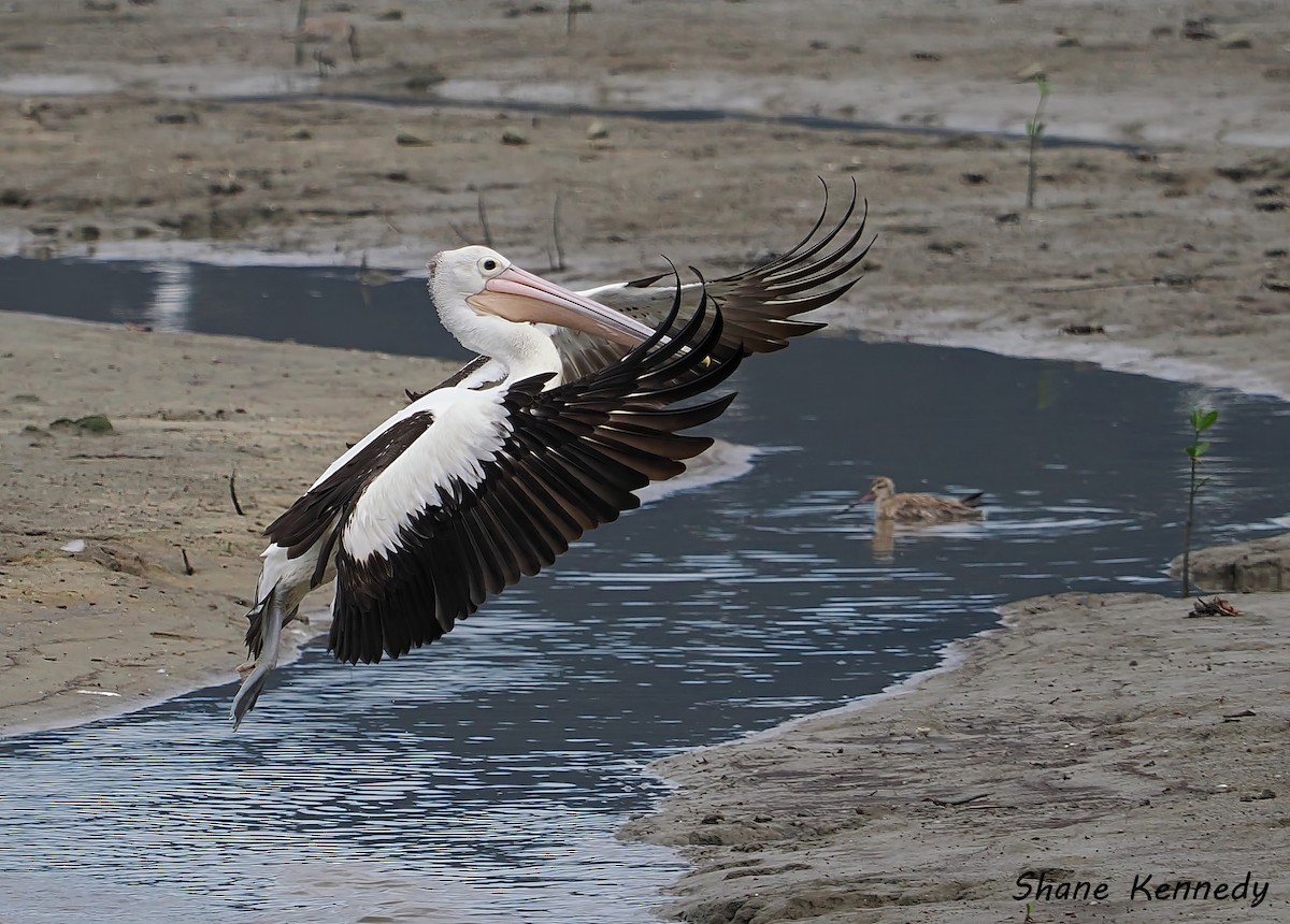 コシグロペリカン - ML648814084