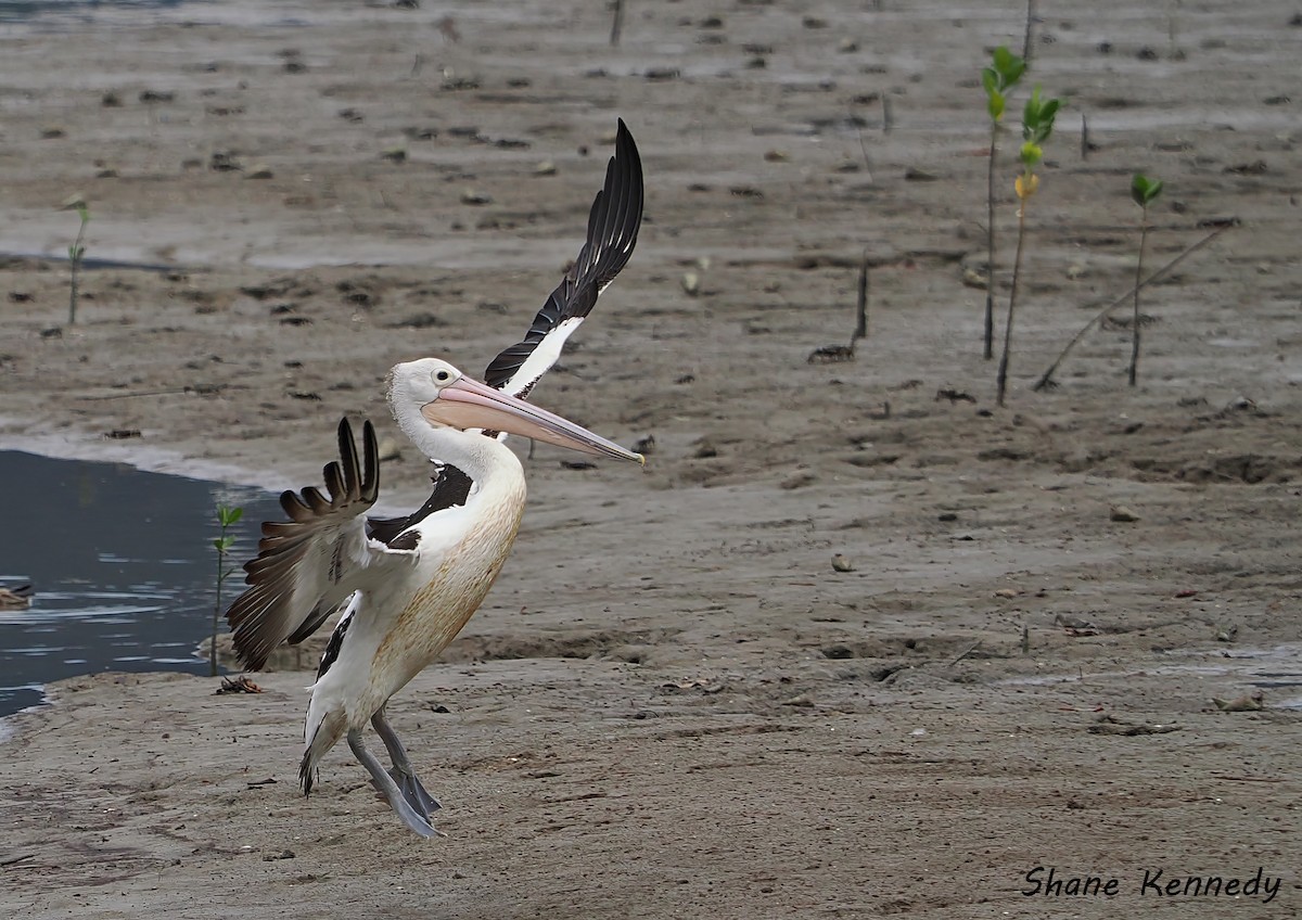 コシグロペリカン - ML648814085