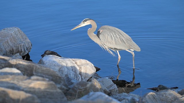 Great Blue Heron - ML648814189