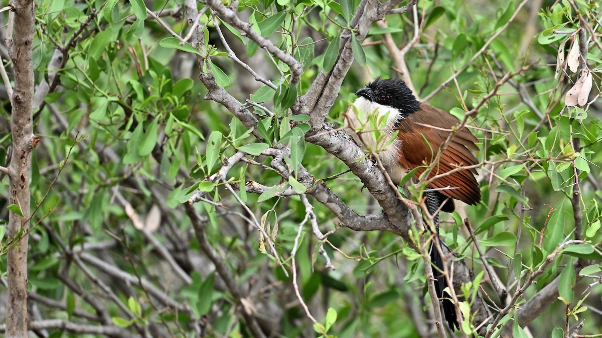 Burchell Kukalı - ML648814338