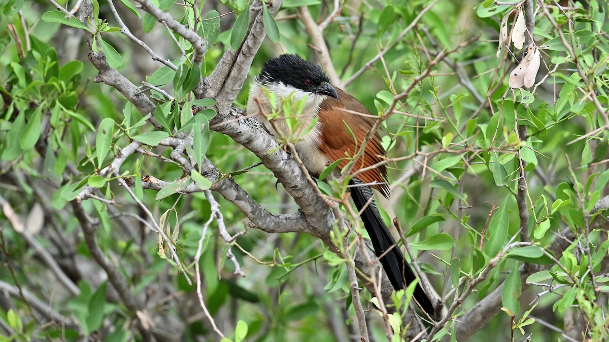 Burchell's Coucal - Soren Bentzen