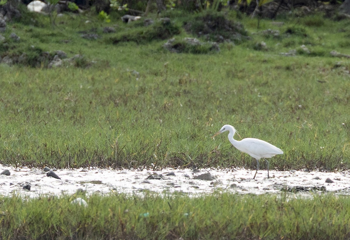 Aigrette de Chine - ML648814650