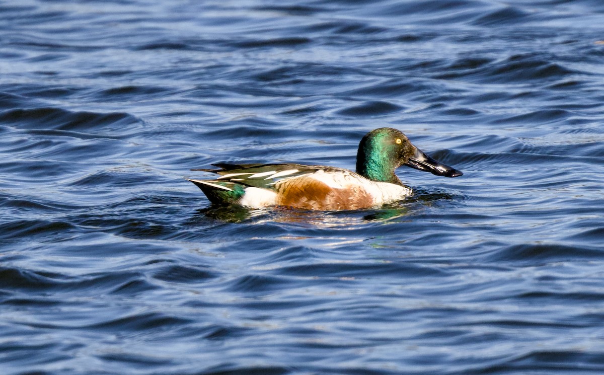 Широконіска північна - ML648814675