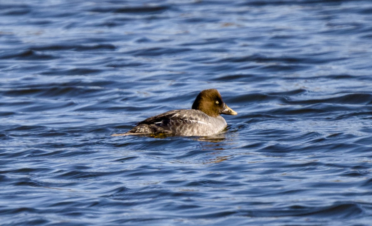 Гоголь зеленоголовий - ML648814693