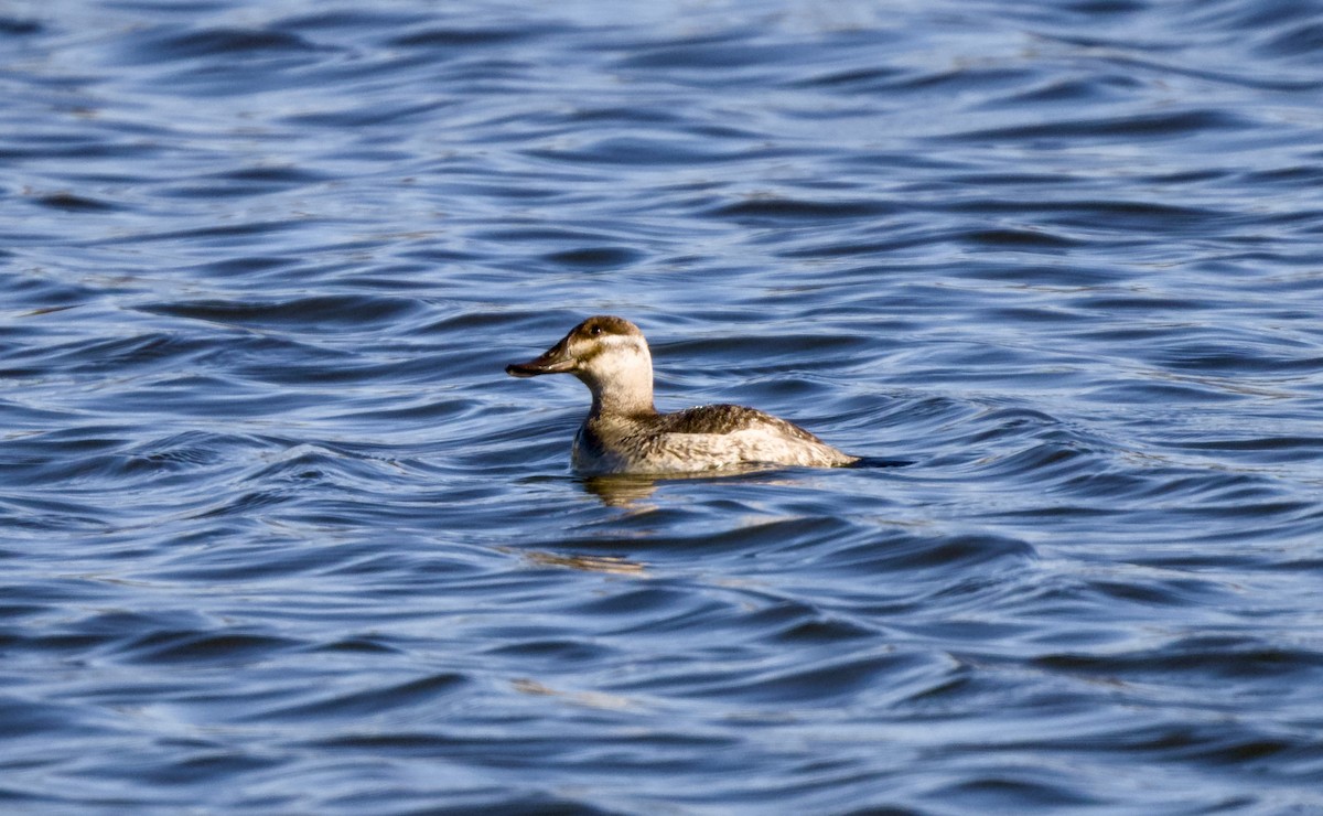 Савка американська - ML648814705